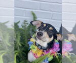 Small #9 Rat Terrier Mix