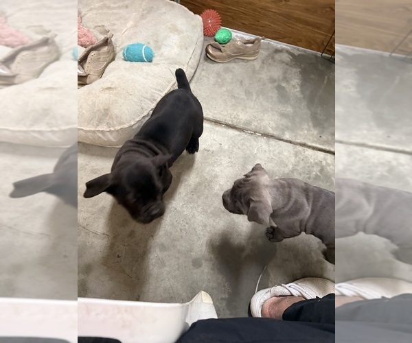 Medium Photo #2 Cane Corso Puppy For Sale in CORONA, CA, USA