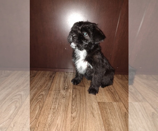 Medium Photo #9 YorkiePoo Puppy For Sale in LAPEER, MI, USA