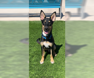 German Shepherd Dog-Unknown Mix Dogs for adoption in Chandler, AZ, USA