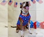 Small #1 American Pit Bull Terrier Mix