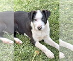 Small #4 Labrador Retriever Mix