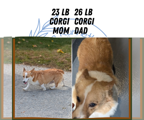 Medium Photo #5 Pembroke Welsh Corgi Puppy For Sale in GOSHEN, IN, USA