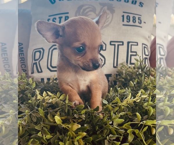 Medium Photo #1 Chihuahua Puppy For Sale in WEBSTER, FL, USA