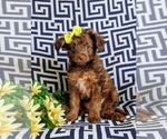 Small Photo #2 Aussiedoodle Miniature  Puppy For Sale in NOTTINGHAM, PA, USA