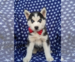Siberian Husky Puppy for sale in QUARRYVILLE, PA, USA