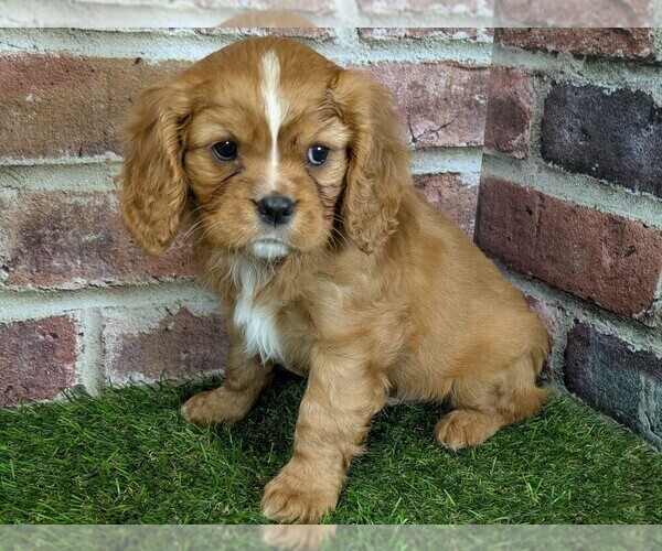 Medium Photo #12 Cavalier King Charles Spaniel Puppy For Sale in MOBERLY, MO, USA
