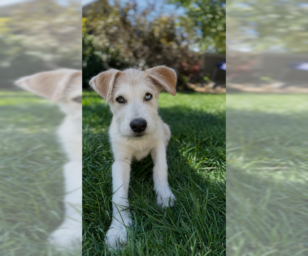 Medium Photo #1 Anatolian Shepherd Puppy For Sale in MIDWAY, UT, USA