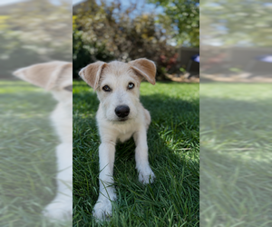 Anatolian Shepherd Dogs for adoption in MIDWAY, UT, USA