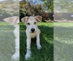 Small Anatolian Shepherd