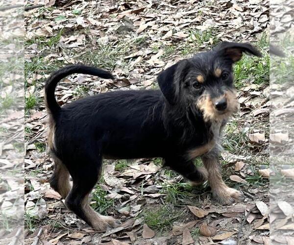Medium Photo #3 Dachshund-Unknown Mix Puppy For Sale in Yardley, PA, USA