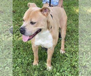 American Staffordshire Terrier-Unknown Mix Dogs for adoption in Munford, TN, USA
