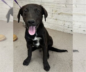 Labrador Retriever Dogs for adoption in San Bernardino, CA, USA