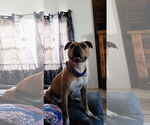 Small #28 American Pit Bull Terrier Mix