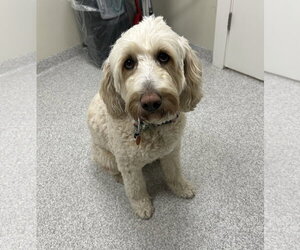 Labradoodle Dogs for adoption in Lancaster, PA, USA