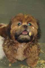Shih Tzu Puppy for sale in CARROLLTON, GA, USA