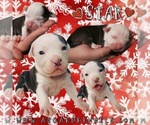 Puppy 0 American Bully