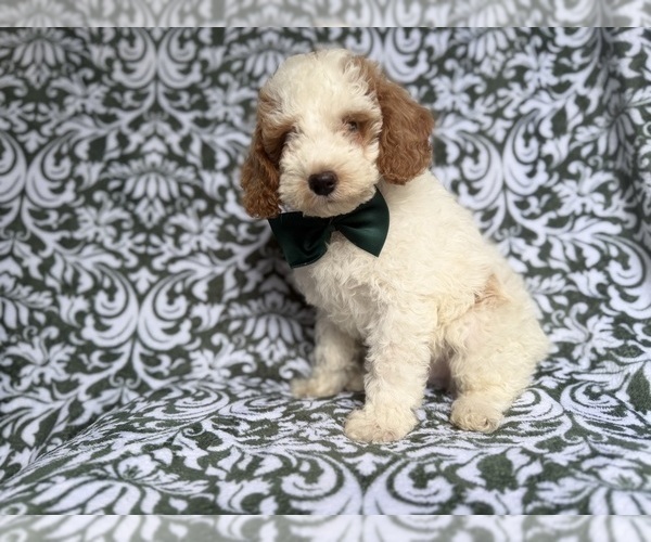 Medium Photo #6 Cockapoo (Miniature) Puppy For Sale in LAKELAND, FL, USA