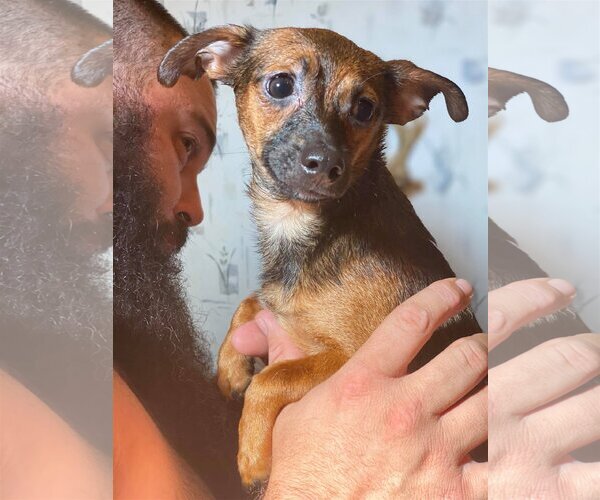 Medium Photo #4 Chihuahua Puppy For Sale in Lewistown, PA, USA