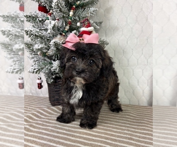 Medium Photo #5 Cavapoo (Miniature) Puppy For Sale in GREENFIELD, IN, USA