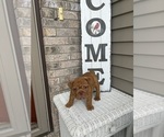 Small #5 English Bulldog