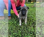 Puppy 9 Malinois