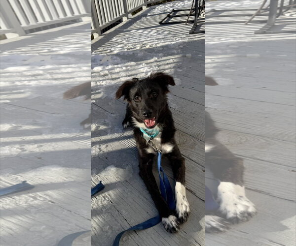 Medium Photo #8 Border Collie Puppy For Sale in Westminster, MD, USA