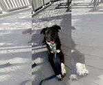 Small #7 Border Collie