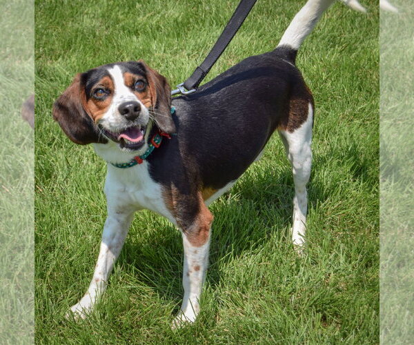 Medium Photo #2 Beagle Puppy For Sale in Huntley, IL, USA