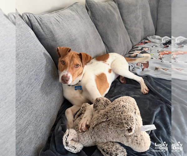Medium Photo #7 Retriever -Unknown Mix Puppy For Sale in Washington, DC, USA