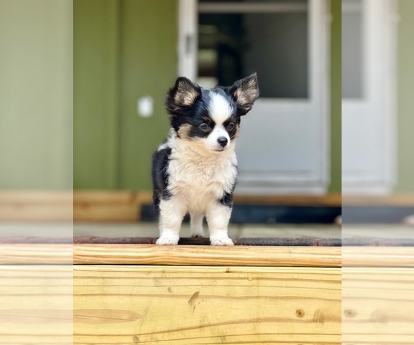 Medium Photo #12 Chihuahua Puppy For Sale in AIKEN, SC, USA