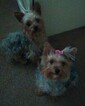 Small Photo #1 Yorkshire Terrier Puppy For Sale in HEMET, CA, USA