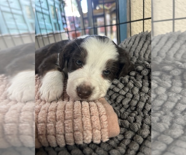 Medium Photo #1 Aussiedoodle Miniature  Puppy For Sale in PARKER, CO, USA