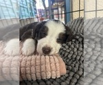 Puppy 4 Aussiedoodle Miniature 
