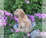 Small Photo #28 Golden Retriever Puppy For Sale in THORP, WI, USA