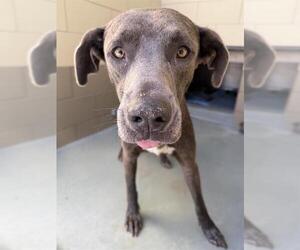 Mutt Dogs for adoption in Riverside, CA, USA