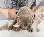 Small Photo #9 Labrador Retriever Puppy For Sale in ELMA, WA, USA