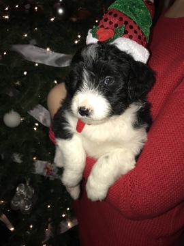 Medium Photo #3 Bordoodle Puppy For Sale in CRESTON, OH, USA