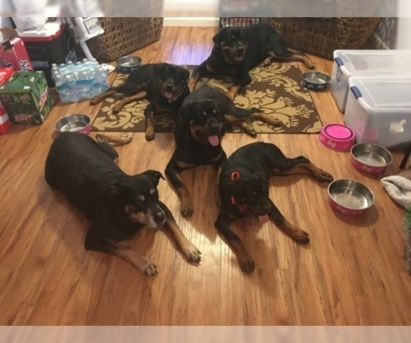 Medium Photo #9 Rottweiler Puppy For Sale in GARLAND, TX, USA