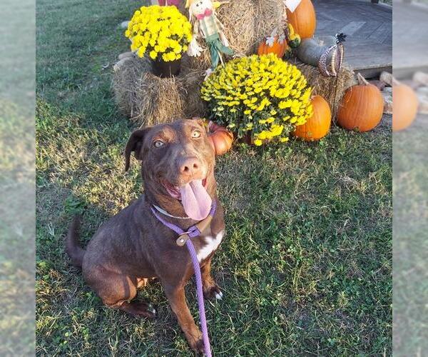 Medium Photo #1 Labrador Retriever-Unknown Mix Puppy For Sale in Louisville, KY, USA