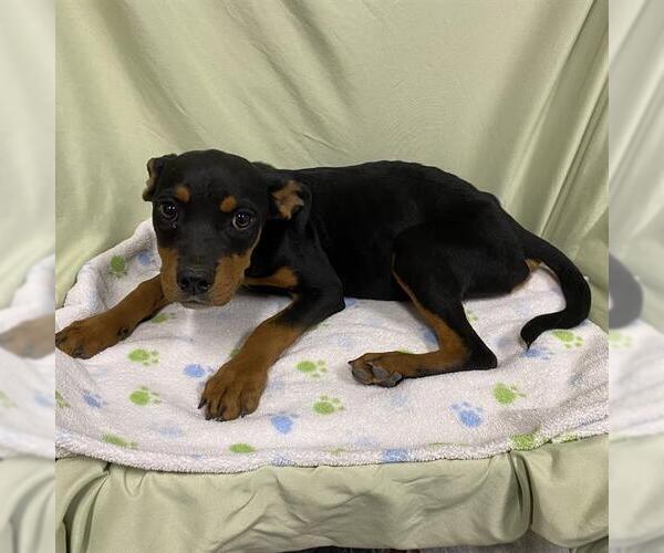 Medium Photo #1 Rottweiler-Unknown Mix Puppy For Sale in Modesto, CA, USA