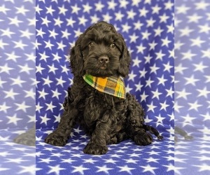 Cocker Spaniel-Poodle (Miniature) Mix Puppy for sale in LINCOLN UNIVERSITY, PA, USA
