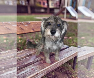 Otis - Male Miniature Schnauzer-Unknown Mix Dog for Adoption - Photo #2