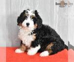 Small Photo #11 Miniature Bernedoodle Puppy For Sale in MILLERSBURG, OH, USA