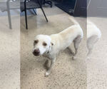 Small Labrador Retriever Mix