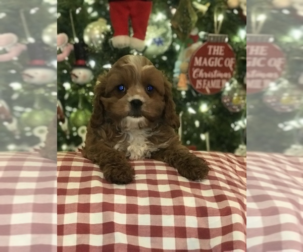 Full screen Photo #3 Cavapoo Puppy For Sale in BOWLING GREEN, KY, USA
