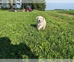 Small Photo #23 English Cream Golden Retriever Puppy For Sale in WOOSTER, OH, USA