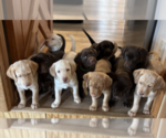 Small #2 Labrador Retriever