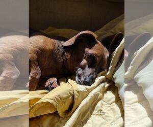 Dakota and Moose - Female Dachshund Dog for Adoption - Photo #8