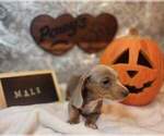 Puppy Puppy 1 Dachshund
